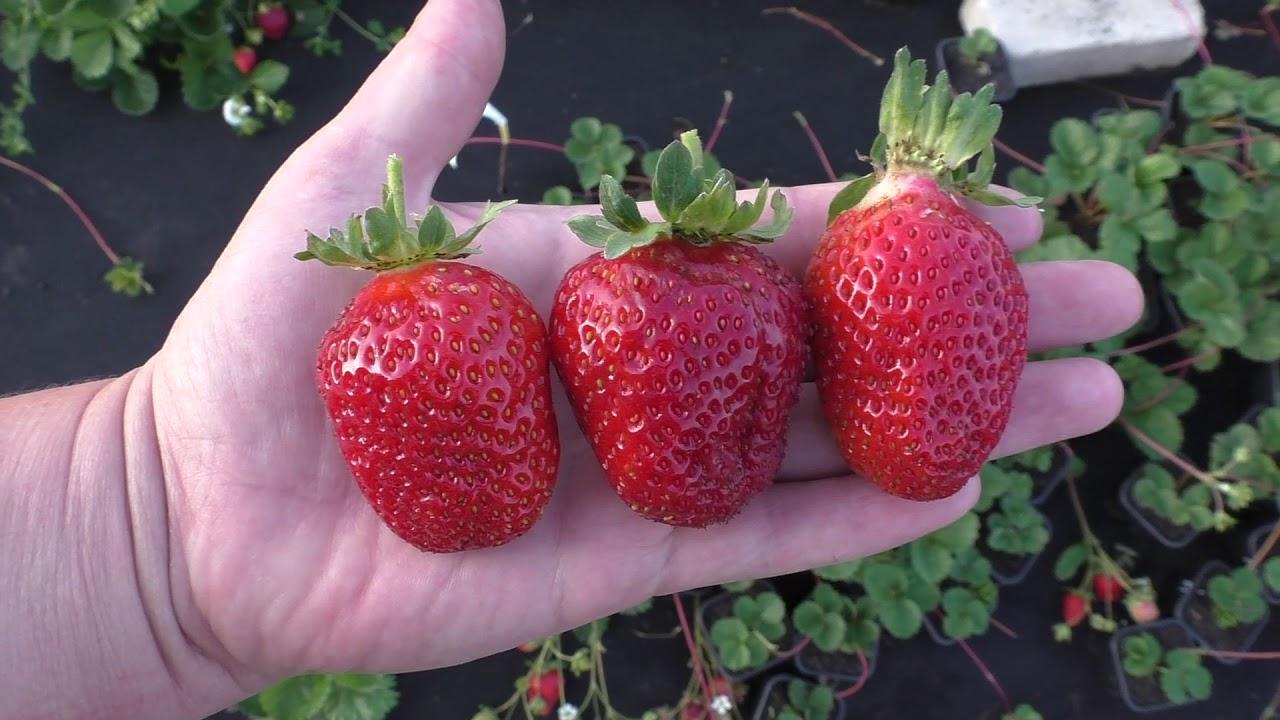 Саженцы клубники ремонтантной Крапо 10 - инновационный сорт с плодоношением на усах