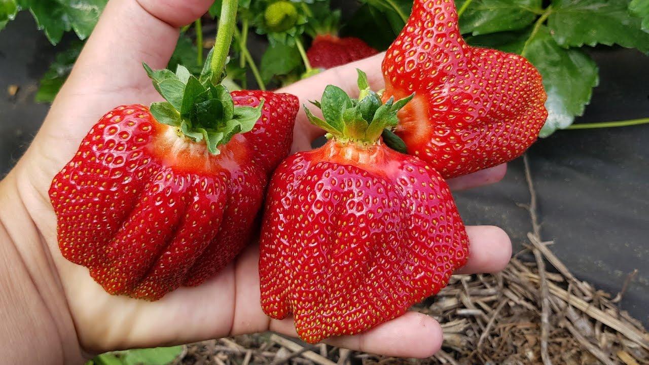 Саженцы клубники Азия (Asia) - итальянский сорт для раннего и обильного урожая