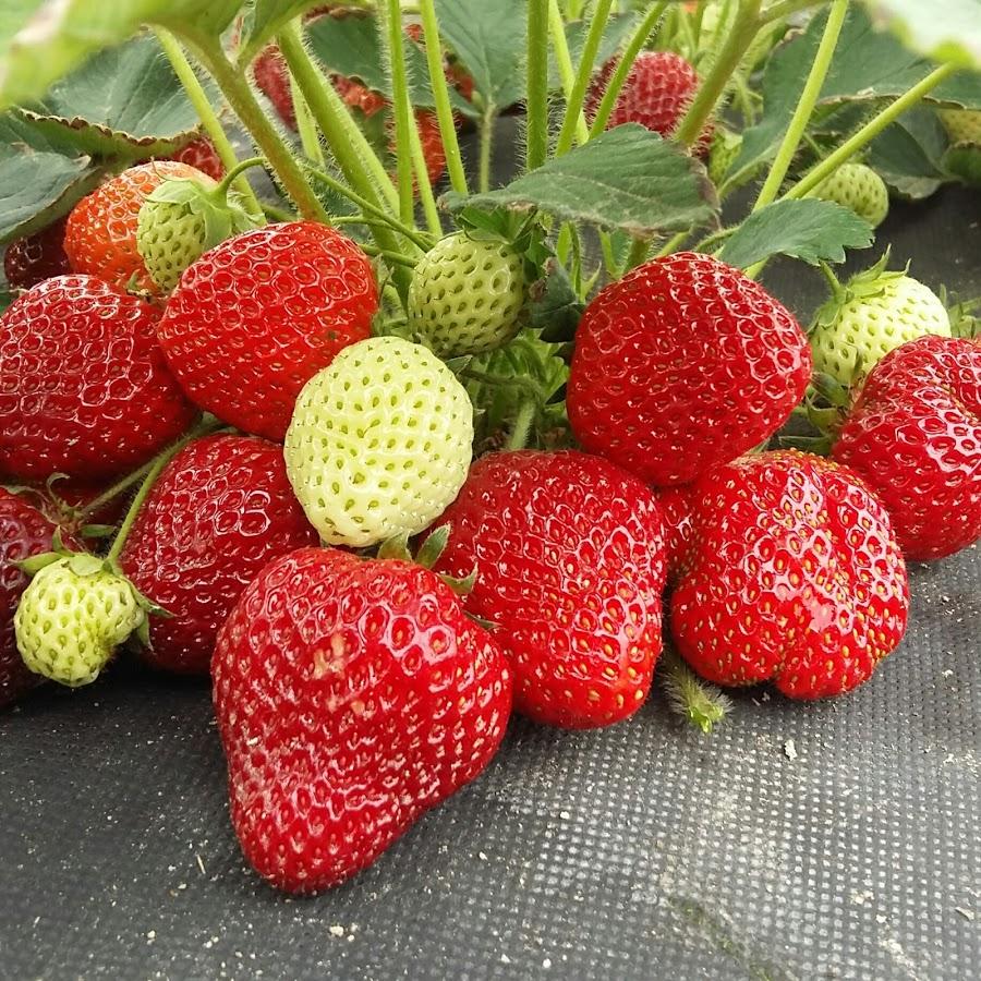 Саженцы клубники Клери - итальянский эталон раннего сорта
