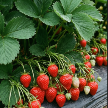 Саженцы клубники Вивара - ремонтантный сорт для фермеров