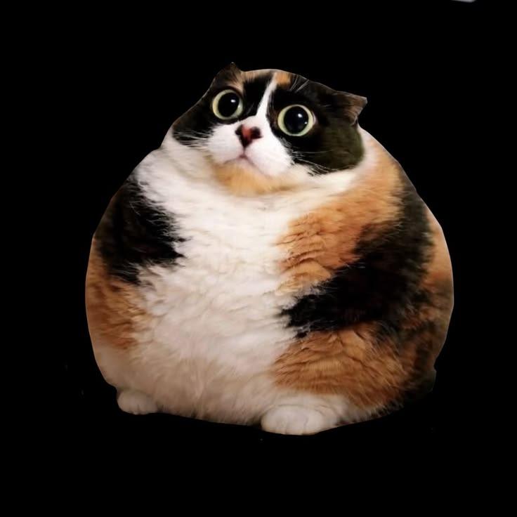 Котость