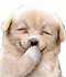 https://s6.iimage.su/s/27/th_gKSnoQUx0BvrMjeBvlzfzBQPM1UbPq8c2e4dN0WaS.gif